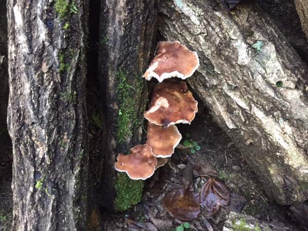 coltivazione di shiitake