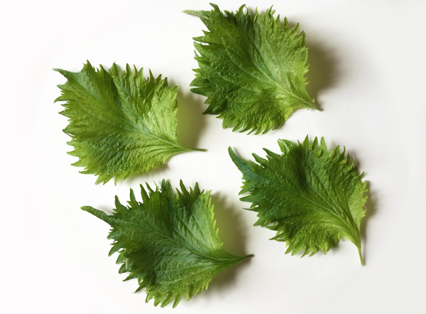 foglie di shiso