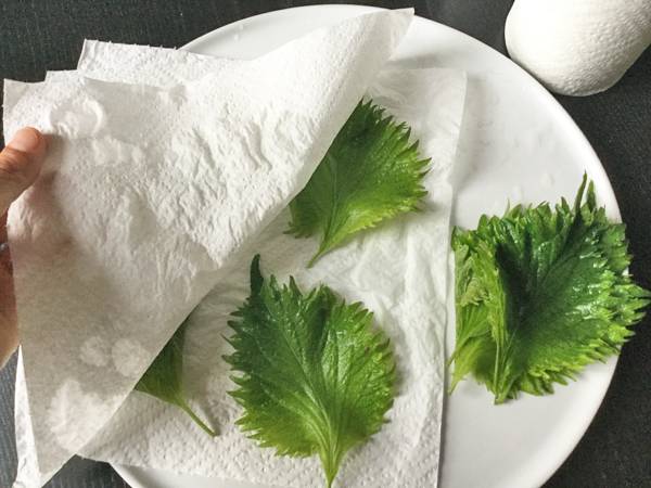 foglie di shiso verde